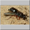 Harpactus lunatus - Grabwespe w03h - beim Eintrag einer Zikade - OS-Hollage Lehmkuhle.jpg